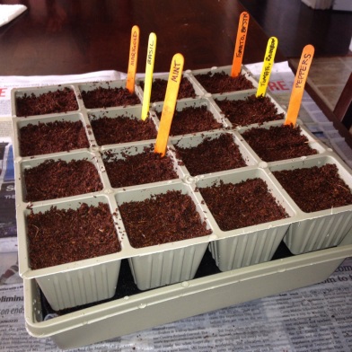 Seeds planted in tray indoors